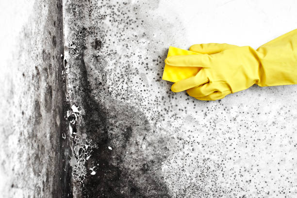 Best Crawl Space Mold Removal  in Germantown, MD
