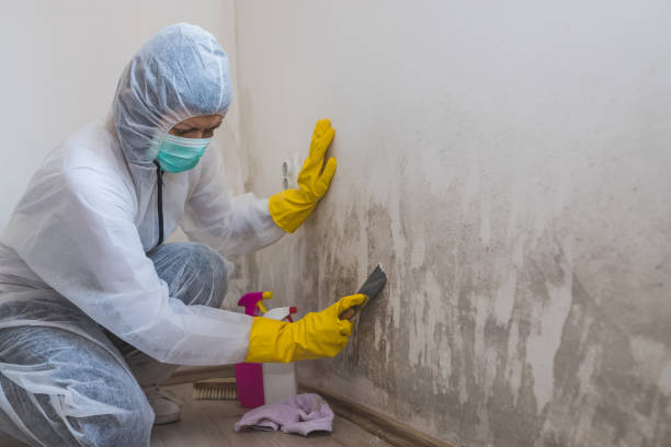 Best Attic Mold Removal  in Germantown, MD